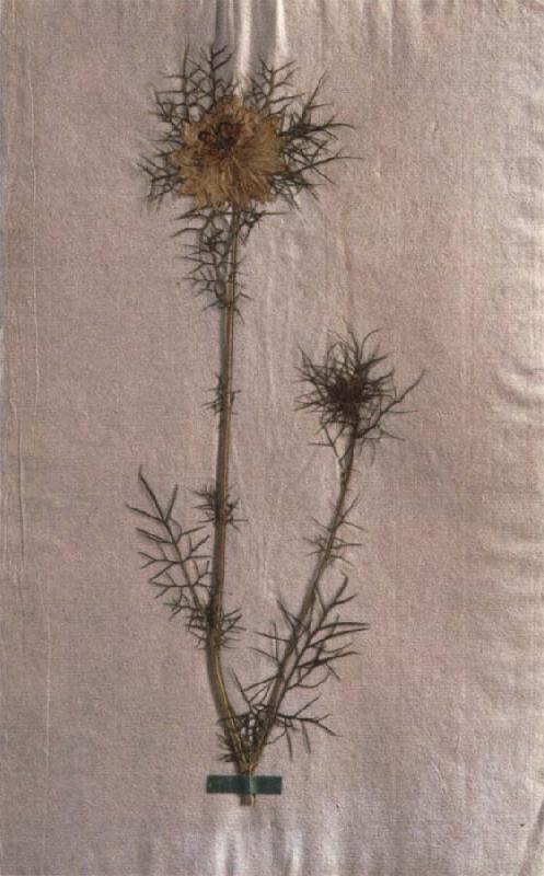Herbarium sheet, Johann Wolfgang von Goethe